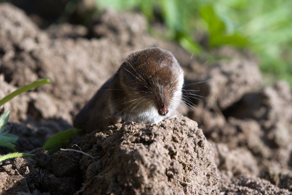 A shrew sits behind a clump of dirt.