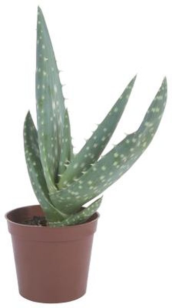 How To Plant Aloe Vera In A Container Home Guides Sf Gate