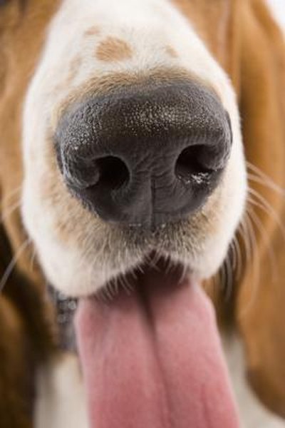 Why Is My Dog's Nose Dry & Cracked? - Pets