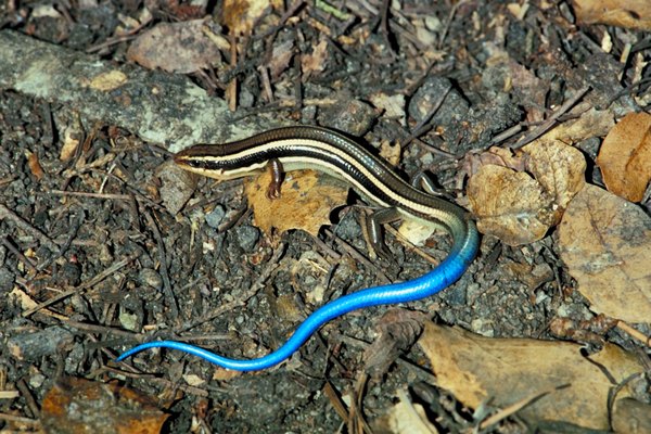 The Habitats of the Blue Racer Lizard | Animals - mom.me