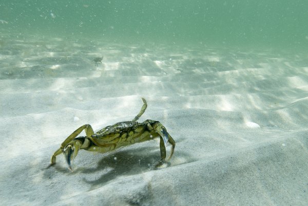 Crab walking along bottom of ocean