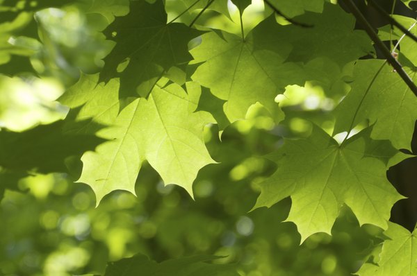 Green maple leaves in sunlight on a tree's branch.