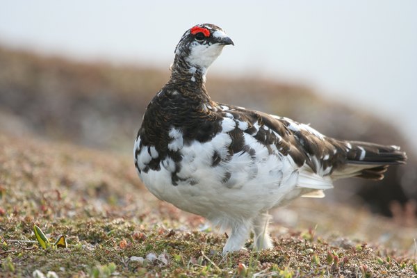 Male rock ptarmigans