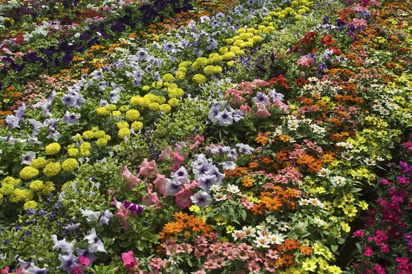 Medellín é conhecida por sua feira de flores