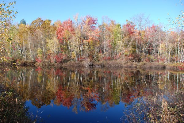 Eighty percent of Maine is forest.