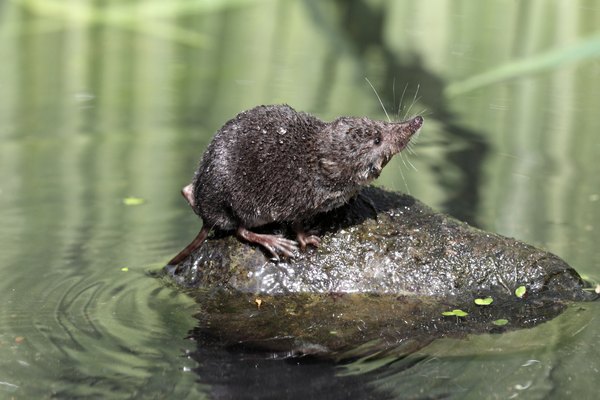 A shrew sits on a wet rock on the surface of the water.