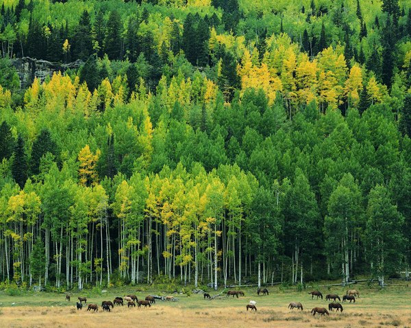 Photo Credit: Stockbyte/Stockbyte/Getty Images Canadian Spruce