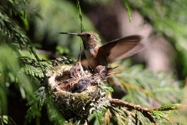Photo Credit: peter herbig/iStock/Getty Images Hummingbird nests are normally held together with pieces of spider webs.