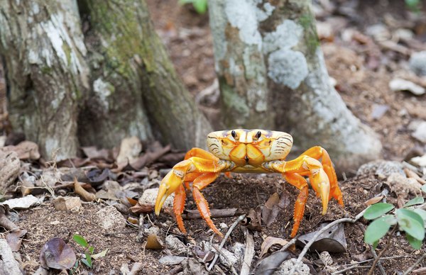 Land crabs are able to live on land.