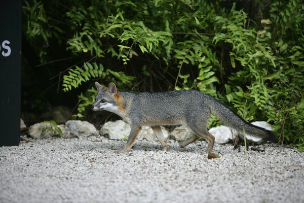 the gray fox is one of the carnivorous mammals in north central Texas