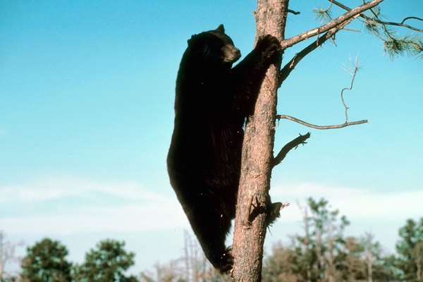 There may be up to 20,000 bears living in Pennsylvania, as of the time of publication.