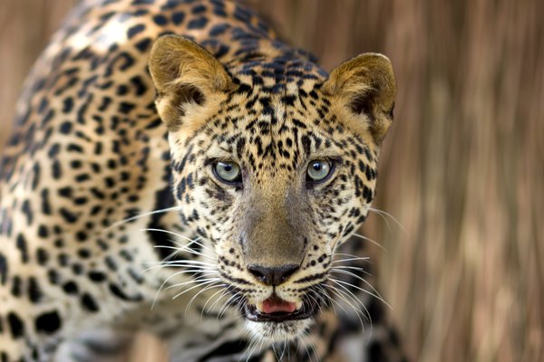 leopard stalking in grass