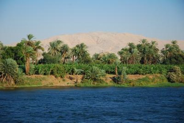 Crops grow along the edge of the Nile River.