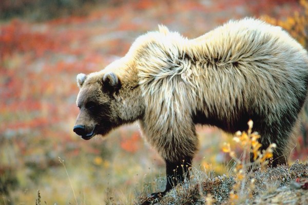 Avalanche chutes offer prime seasonal forage for grizzlies.