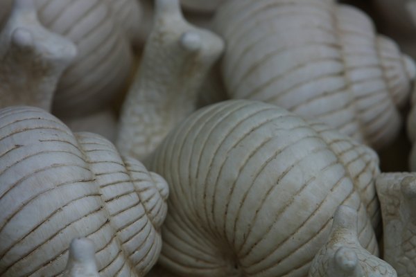 Seashell Facts for Kids