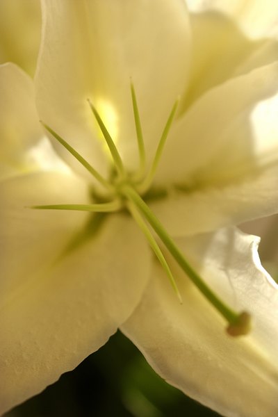 The pistil is usually a larger structure at the center of a flower.
