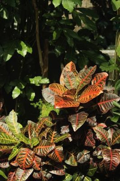 How To Care For Croton In Freezing Temperatures Home Guides Sf Gate