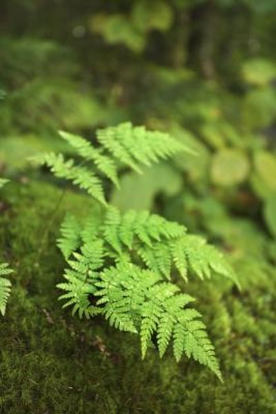 Top Things To Consider When Fertilizing Boston Ferns Home Guides Top Things To Consider When Fertilizing Boston Ferns Home Guides Sf Gate