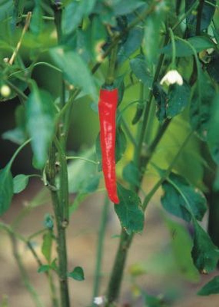 Can You Plant Sweet And Hot Peppers Close Together Home Guides Can You Plant Sweet And Hot Peppers Close Together Home Guides Sf Gate