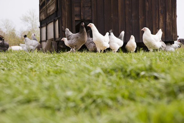 Visit a farm.