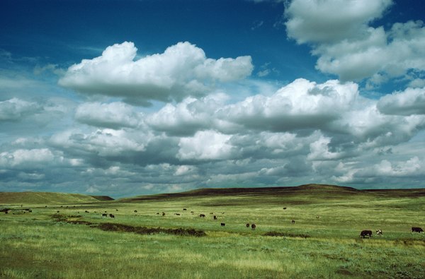 Weather of the Grassland Ecosystem | The Classroom | Synonym