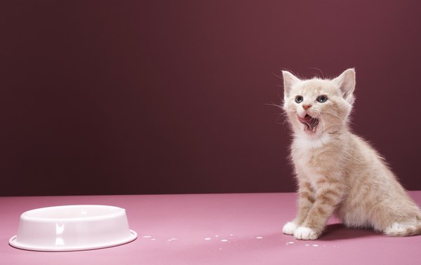 The Best Liquid for Baby Kittens - Pets