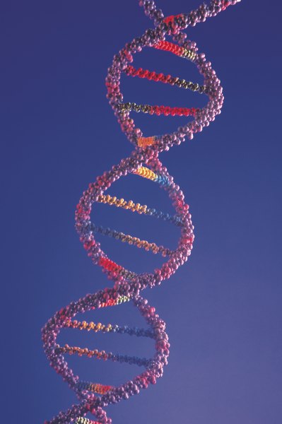 The discovery of the DNA double helix structure is one of the most important breakthroughs in the life sciences.