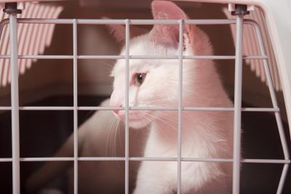 can-you-put-a-cat-in-a-crate-at-night-pets