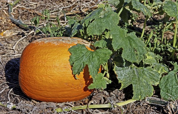 pumpkin leaves pics on vine drawing