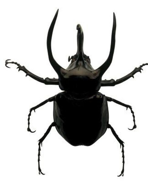 beetles pincers sting momme