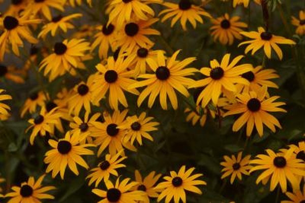 types of yellow daisies