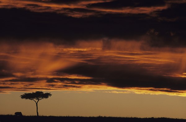 Photo Credit: Anup Shah/Photodisc/Getty Images Grassland in Africa.