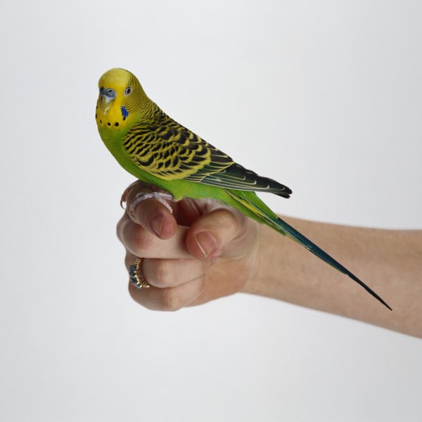 What Does It Mean When a Parakeet Shakes Her Tail? - Pets