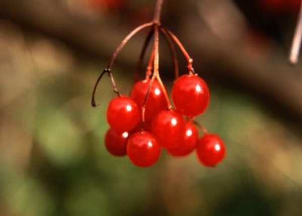 The Best Viburnum For Shade Home Guides Sf Gate