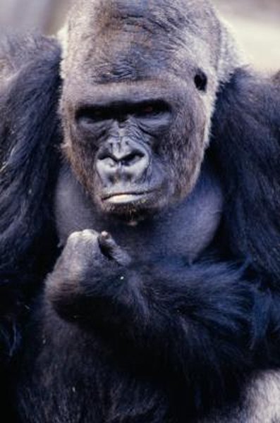 Description Of The Rain Forest Habitat For Gorillas Animals Mom Me