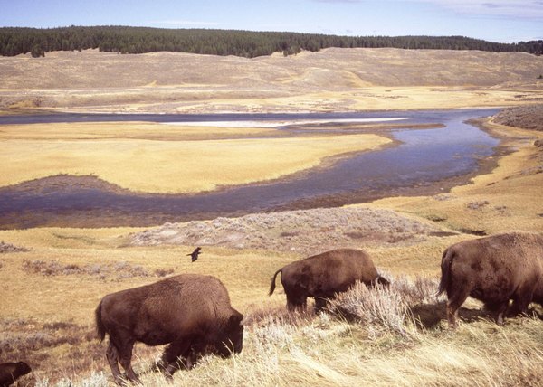 Buffalo eat grass in an open prarie.