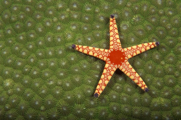 Starfish eating algae.