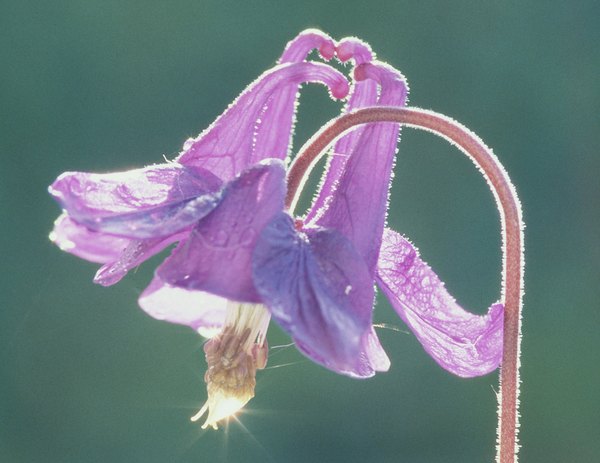 Columbine