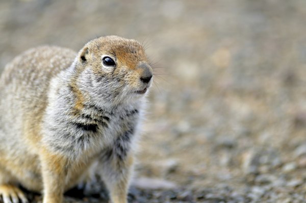 Arctic ground squirrel