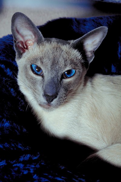 What Is the Expected Life Span of a Blue-Point Siamese Cat 