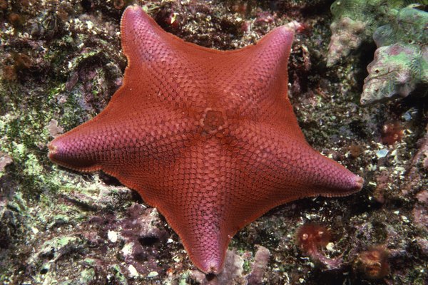 A bat star may be host to up to 20 annelid worms.