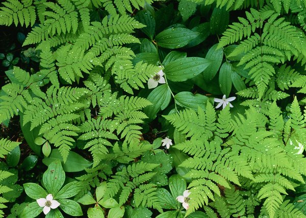 Photo Credit: Jupiterimages/Photos.com/Getty Images Flowers blooming on forest floor