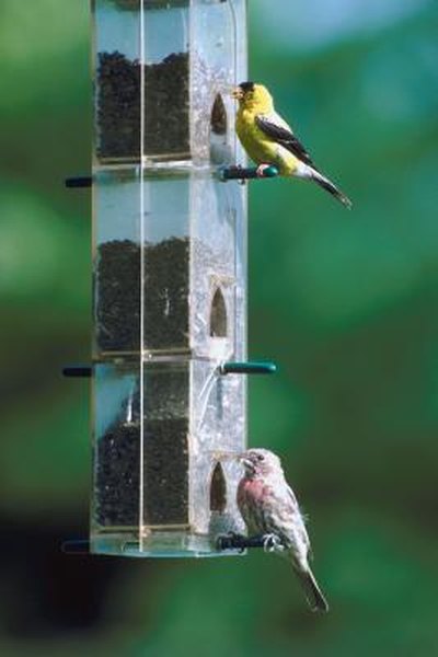 How To Stop Birdseed From Sprouting Home Guides Sf Gate
