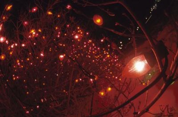 How To Attach Lights Outdoor Bare Branch Trees Home How To Attach Lights Outdoor Bare Branch Trees