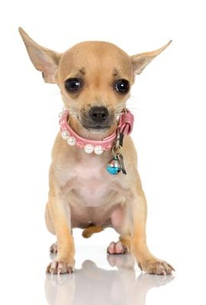 Why Does a Chihuahua Shake? - Pets