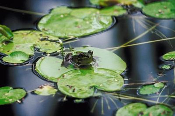 Backyard pond regulations