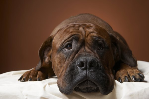 Nala adora fazer amigos, principalmente quando joga bola