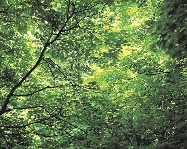 The rainforest canopy.