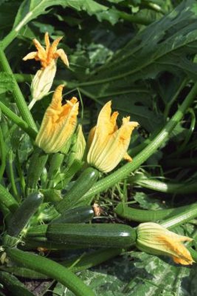 How to Thin Zucchini Plant Leaves | Home Guides | SF Gate How to Thin Zucchini Plant Leaves | Home Guides | SF Gate