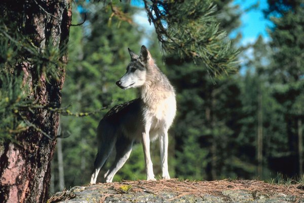 Photo Credit: Jupiterimages/Photos.com/Getty Images Gray Wolf